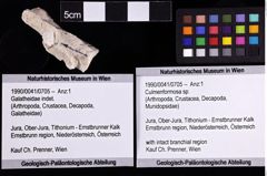 Foto (Objket + Etiketten) von Culmenformosa sp. 